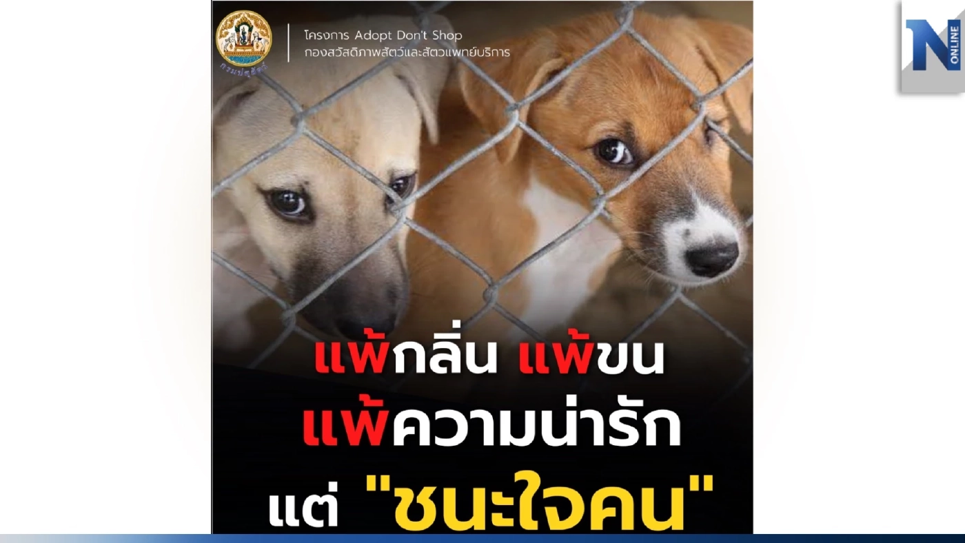 แพ้ขนสัตว์ ไม่สะดวกรับเลี้ยง แต่น้องหมา-น้องแมว "ชนะใจ"