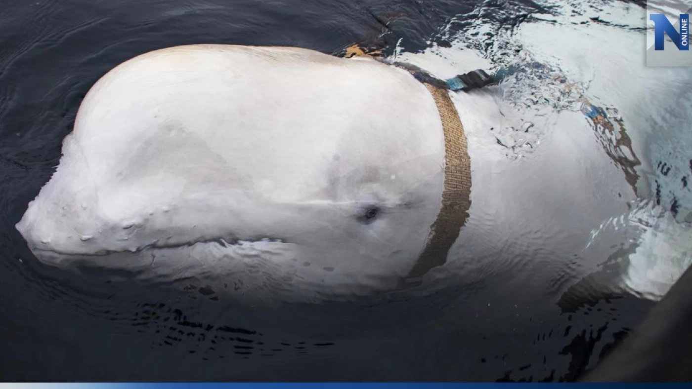 รัสเซียเขาวานให้หนู (วาฬเบลูกา) เป็นสายลับ