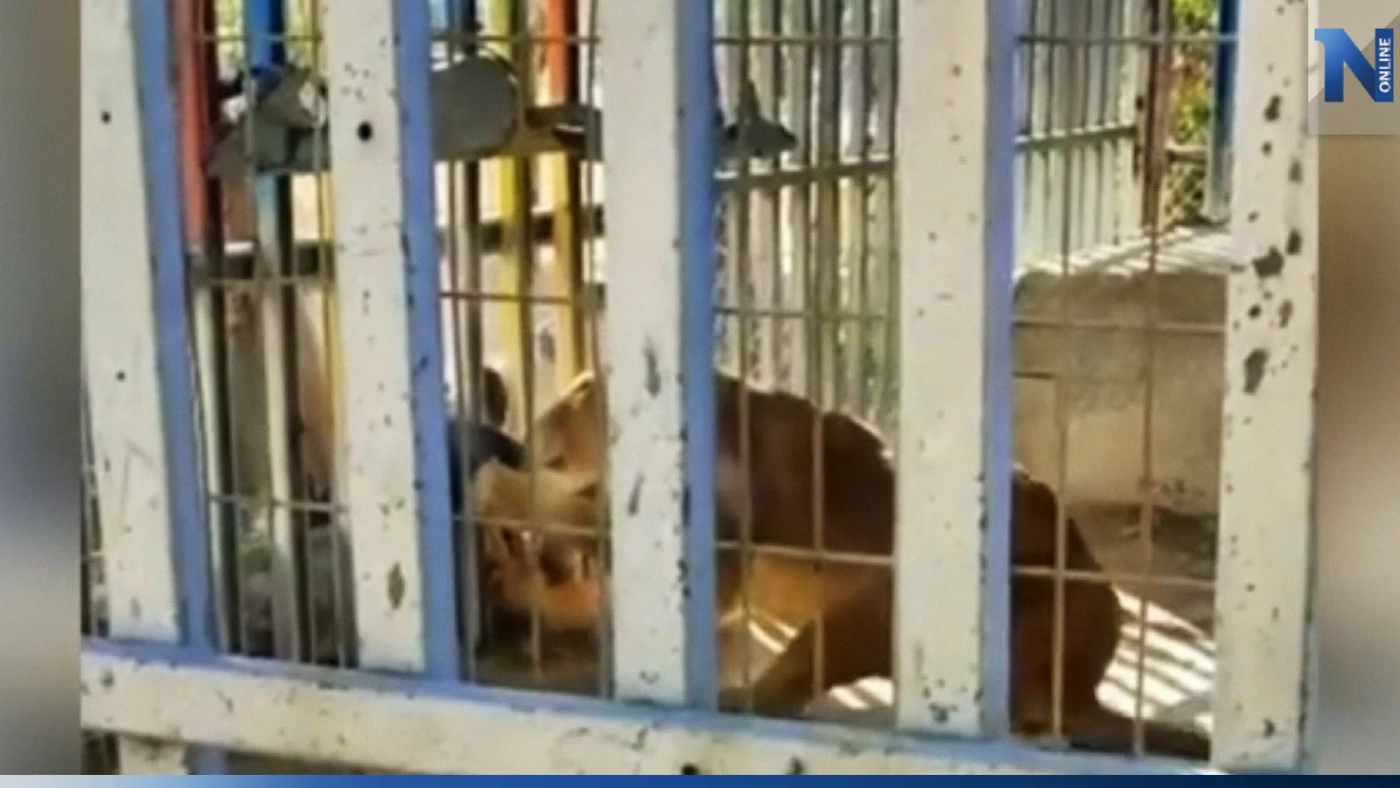 เด็กปาเลสไตน์ถูกสิงโตสวนสัตว์ขย้ำเสียชีวิต (คลิป) เด็กปาเลสไตน์ถูกสิงโตสวนสัตว์ขย้ำเสียชีวิต (คลิป)