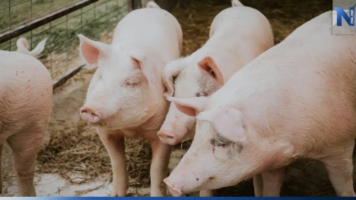 พาณิชย์  พร้อมจับมือทุกฝ่ายสกัดหมูเถื่อน ยืนยันอาหารสัตว์ยังไม่มีชึ้นราคา