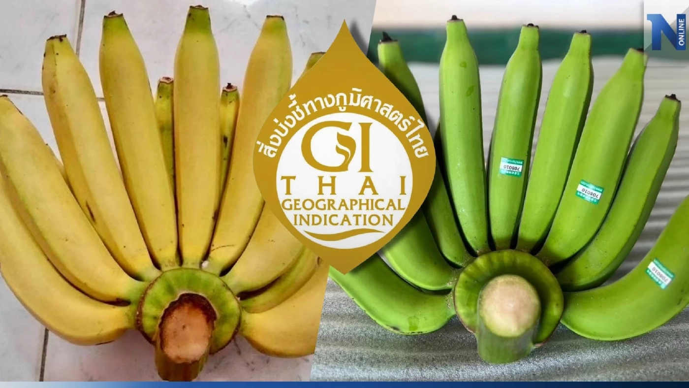 “กล้วยหอมทองหนองบัวแดง” สินค้า GI ตัวล่าสุด ดันส่งออกไปตลาดญี่ปุ่น