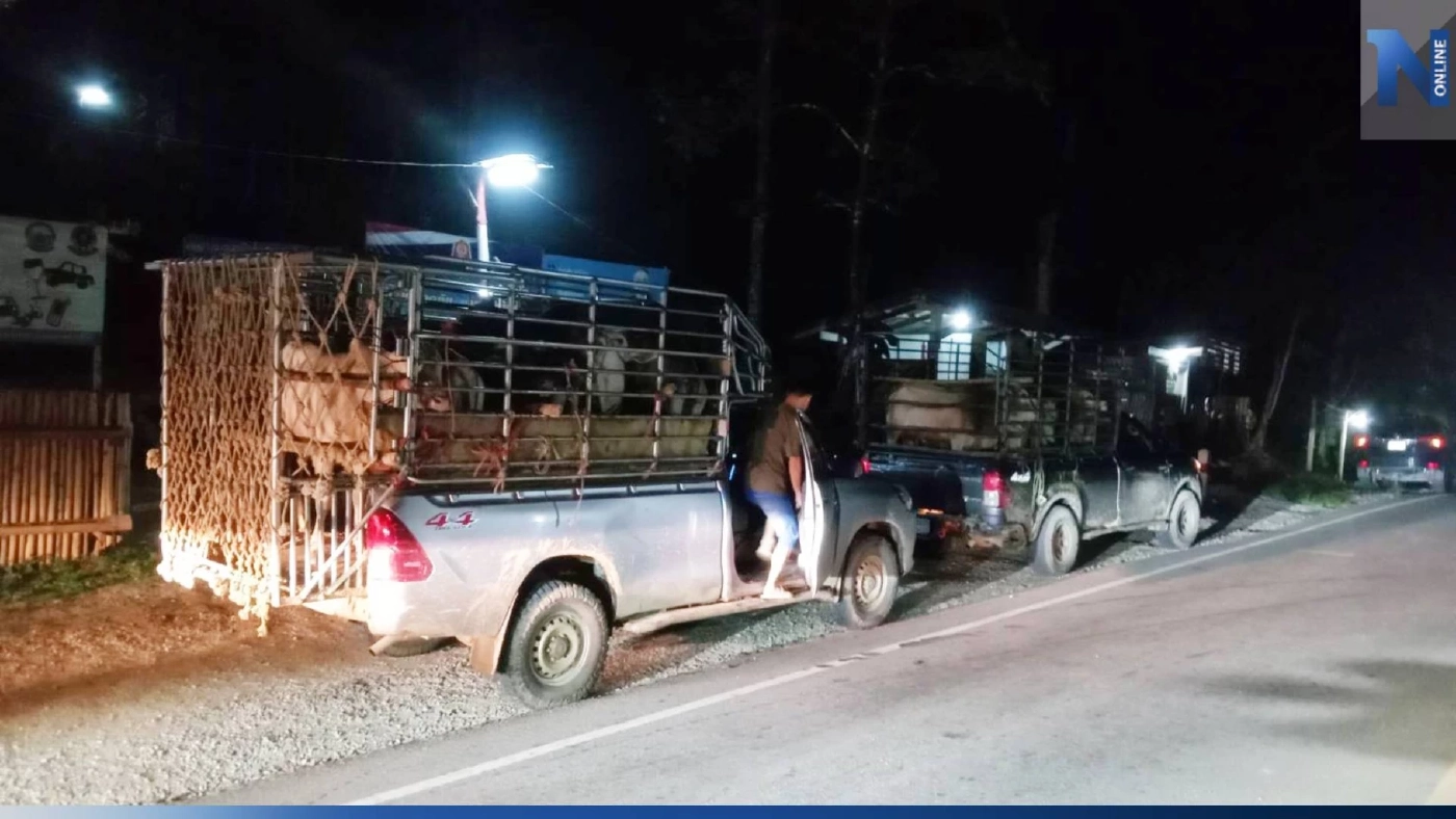 “ปศุสัตว์” จับคาราวานลักลอบขน วัวเถื่อนกว่า 30 ตัว ผ่านชายแดน จ. ตาก