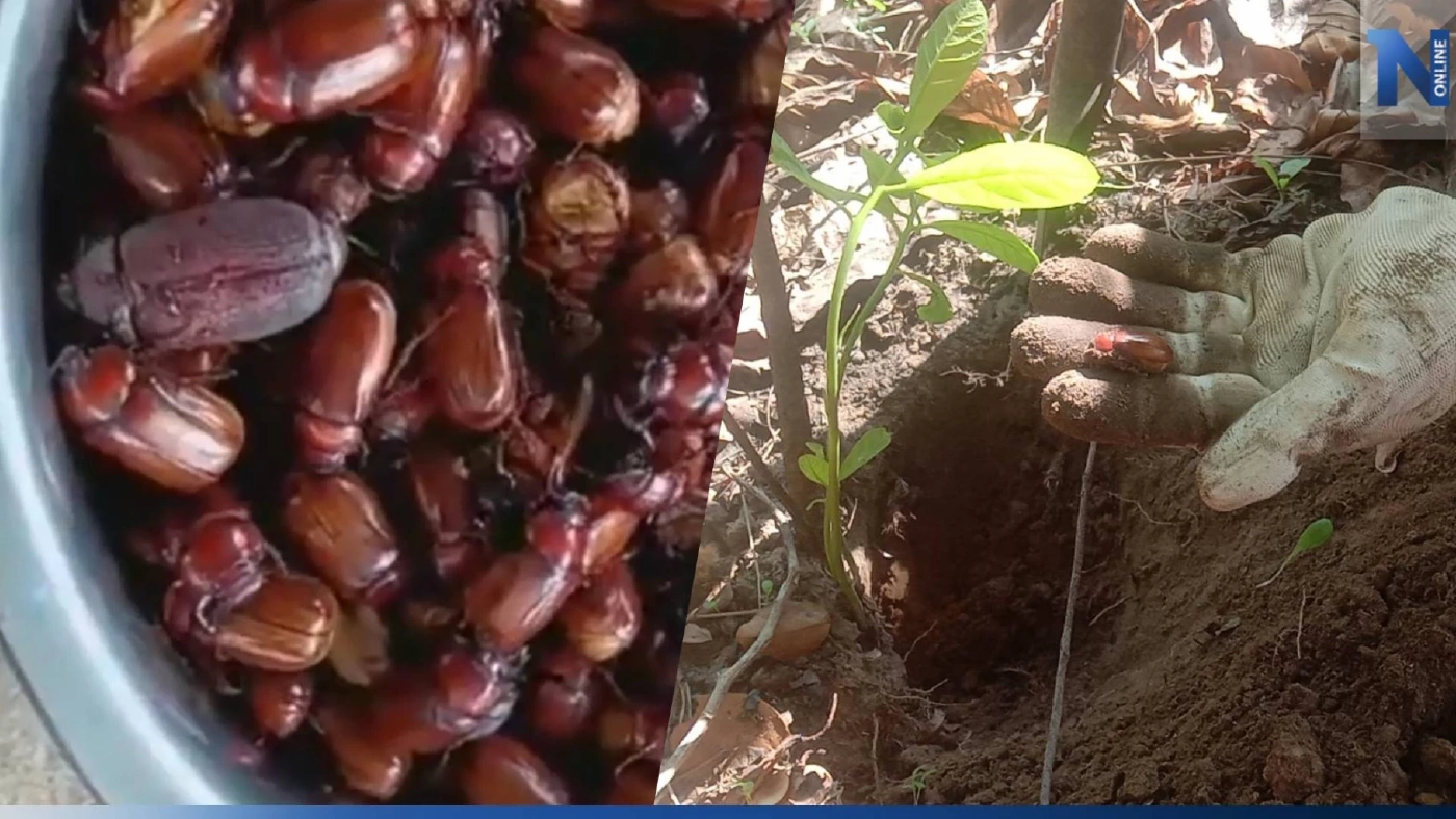ฝนตกชุ่มฉ่ำ ชาวบ้านออกหาขุด "แมงจีนูน" มาปรุงอาหาร-แบ่งขายสร้างรายได้