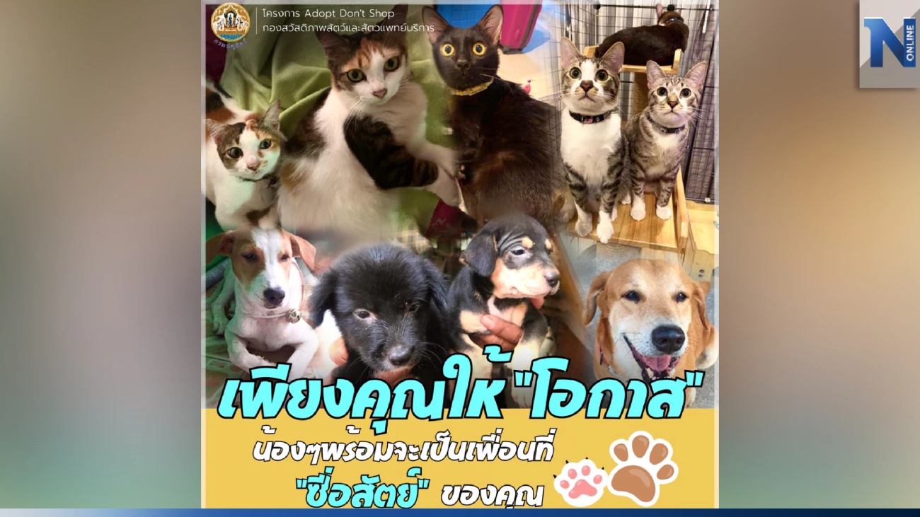 เพียงคุณ” ให้โอกาสรับเลี้ยงน้องหมา-แมวจรจัด คุณจะได้เพื่อนที่ซื่อสัตย์ เพียงคุณ” ให้โอกาสรับเลี้ยงน้องหมา-แมวจรจัด คุณจะได้เพื่อนที่ซื่อสัตย์