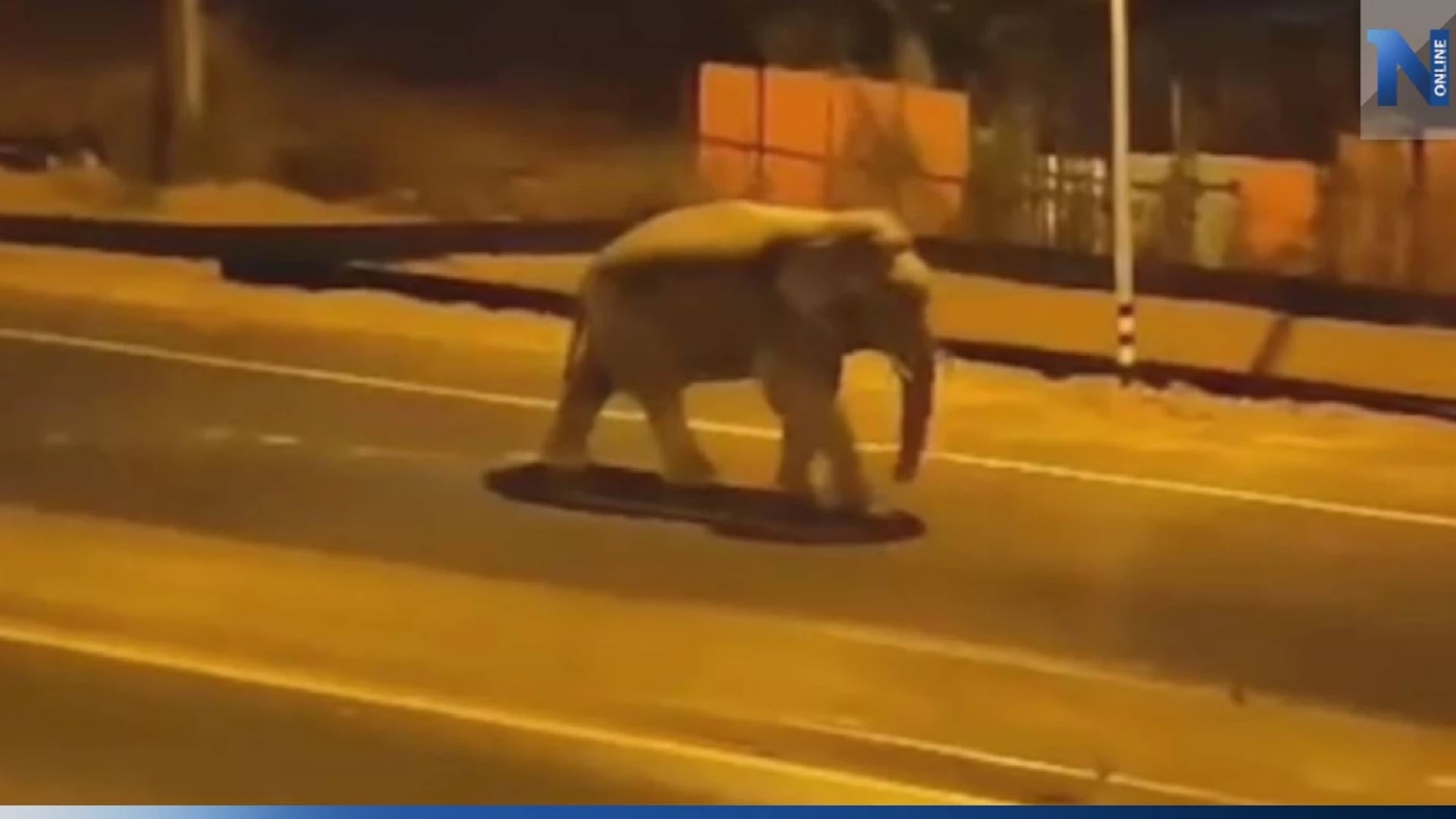 ระทึก ช้างป่า "พลายมะม่วง" บุกใจกลางเมือง อ.ปลวกแดง