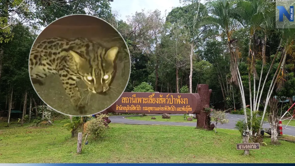 สถานีเพาะเลี้ยงสัตว์ป่าพังงา เร่งช่วยชีวิต "แมวดาว" ถูกรถชนบาดเจ็บหนัก
