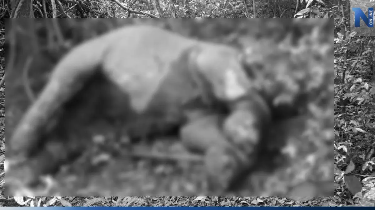 พบช้างตายกลางป่ารอยต่อ 5 จว. มีร่องรอยรูเจาะตามร่างกาย-จนท.รอตรวจสอบ พบช้างตายกลางป่ารอยต่อ 5 จว. มีร่องรอยรูเจาะตามร่างกาย-จนท.รอตรวจสอบ