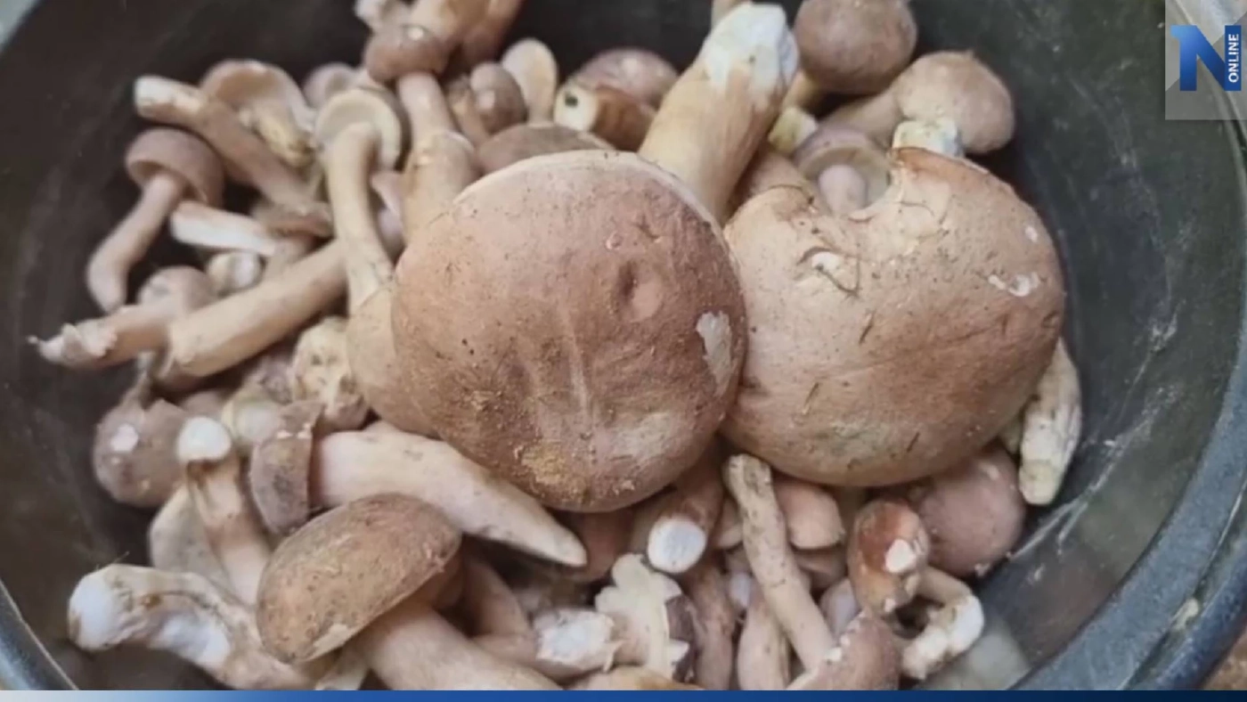 บึงกาฬร้อนชื้น "เห็ดขม" ออก ชาวบ้านเก็บกิน เหลือขายสร้างรายได้ บึงกาฬร้อนชื้น "เห็ดขม" ออก ชาวบ้านเก็บกิน เหลือขายสร้างรายได้