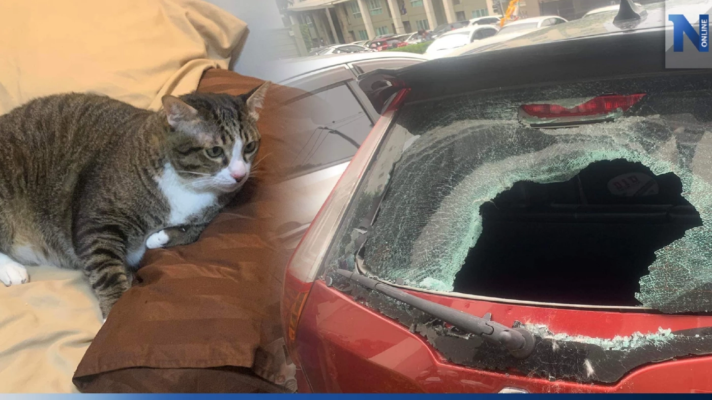 อัปเดตอาการ "น้องชิฟู" แมวอ้วนร่วงจากคอนโด ชั้น 6 ตกใส่รถกระจกแตก