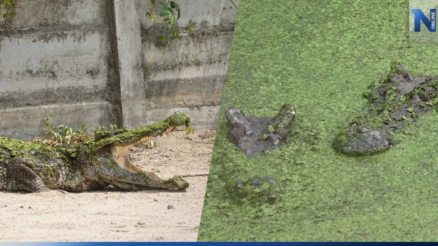 ชาวบ้านร้อง ฟาร์มจระเข้ปล่อยปละละเลยบ่อรก หวั่นหลุด