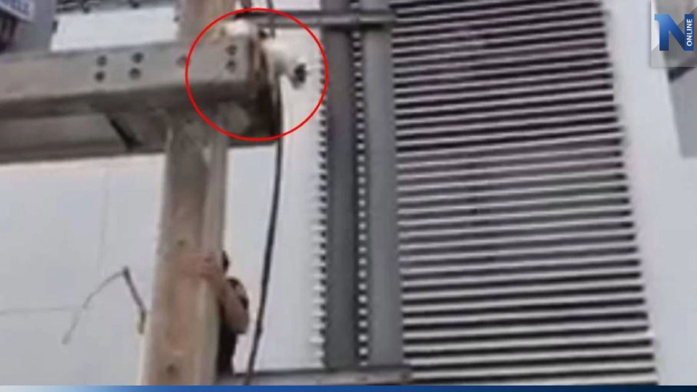 เจ้าเหมียวถูกสุนัขไล่ฟัด หนีขึ้นเสาไฟฟ้า สุดท้ายลงเองไม่ได้ จนท.เร่งช่วย