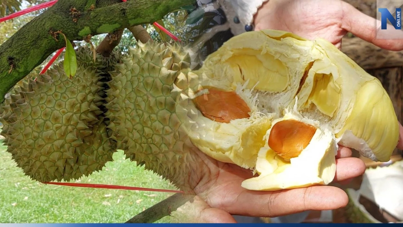 คึกคัก! นทท.แห่ชิมทุเรียนเสิงสาง ยอดขายวันละ 1 ตัน สร้างรายได้อย่างงาม