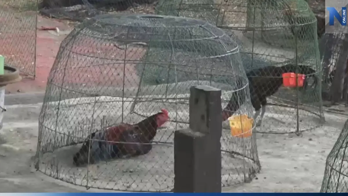 4 วัยรุ่น ลักไก่ชน 7 ตัว มูลค่าเกือบล้านบาท ตร.เร่งล่าตัว 4 วัยรุ่น ลักไก่ชน 7 ตัว มูลค่าเกือบล้านบาท ตร.เร่งล่าตัว