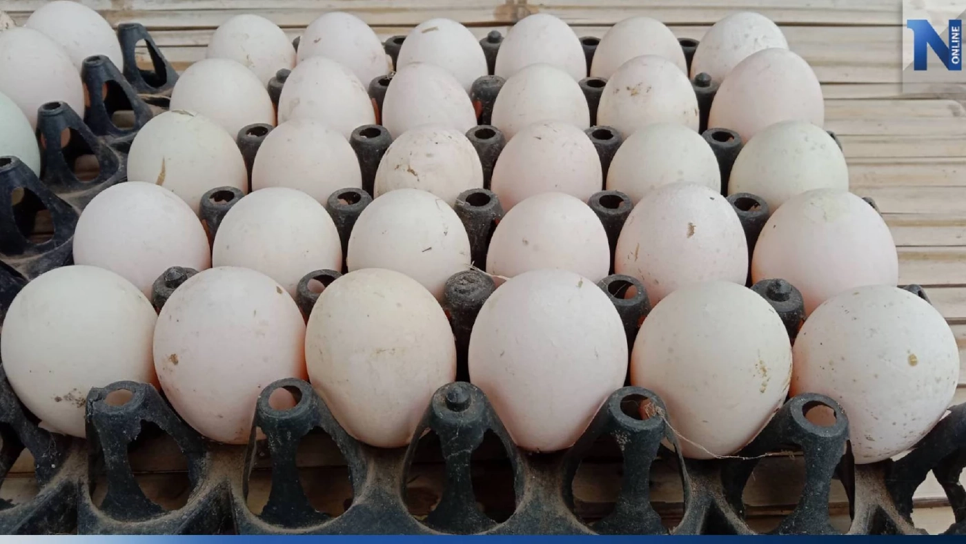 ไข่ไก่แพง เกษตรกรเลี้ยงเป็ดยิ้มออก คนหันซื้อไข่เป็ดแทน ไข่ไก่แพง เกษตรกรเลี้ยงเป็ดยิ้มออก คนหันซื้อไข่เป็ดแทน