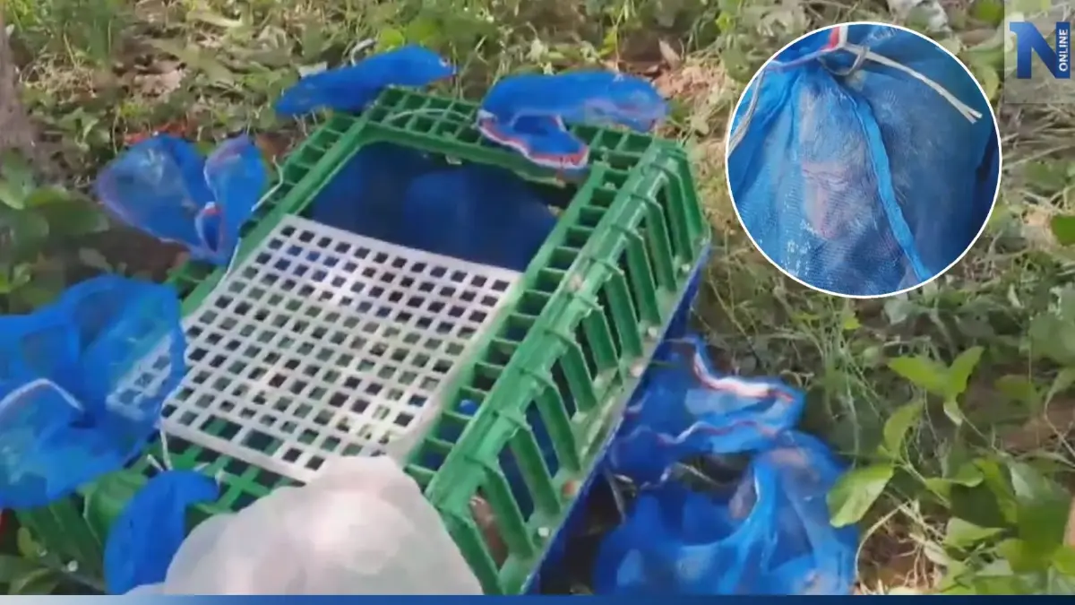 สุดสงสาร "ลิงแสม" ถูกแก๊งค้าสัตว์ลอบทิ้งในสวนมะม่วง ตาย 3 รอด 9