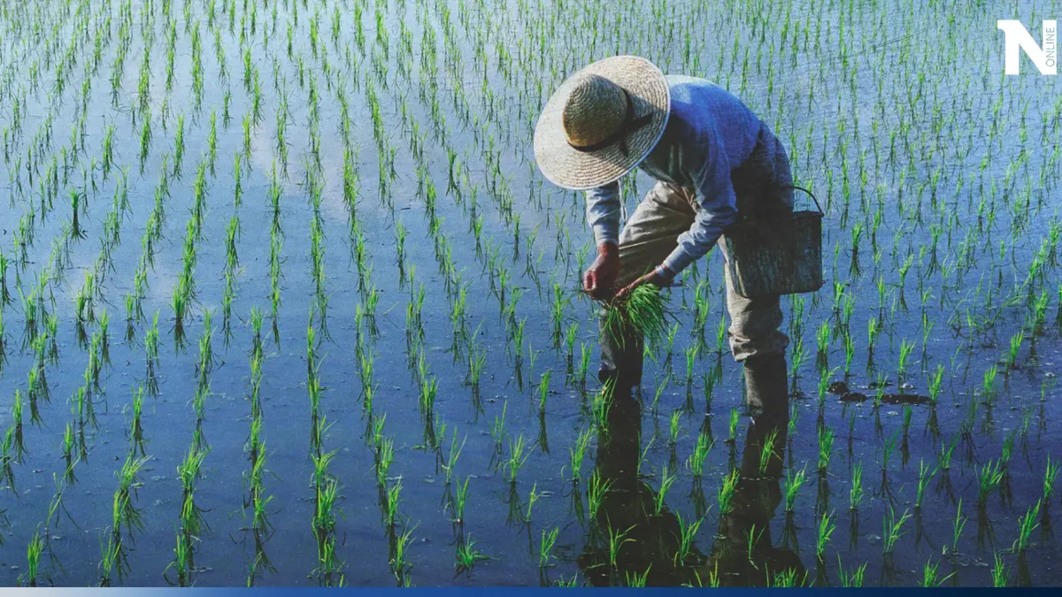 “เอลนีโญ” ทำแล้งหนัก สะเทือนส่งออกข้าวไทย ส่อขาดแคลนถึงปี’67