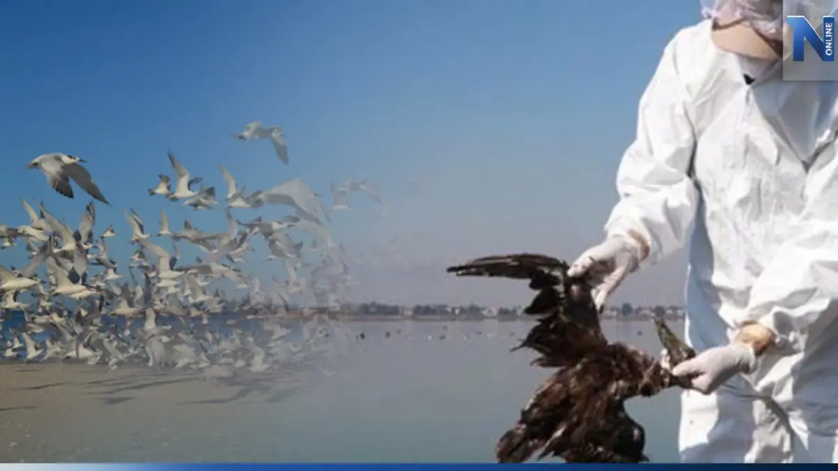 หายนะของนกเม็กซิโก พบตายเกลื่อนหาดกว่า 300 ตัว คาดสาเหตุจากเอลนีโญ