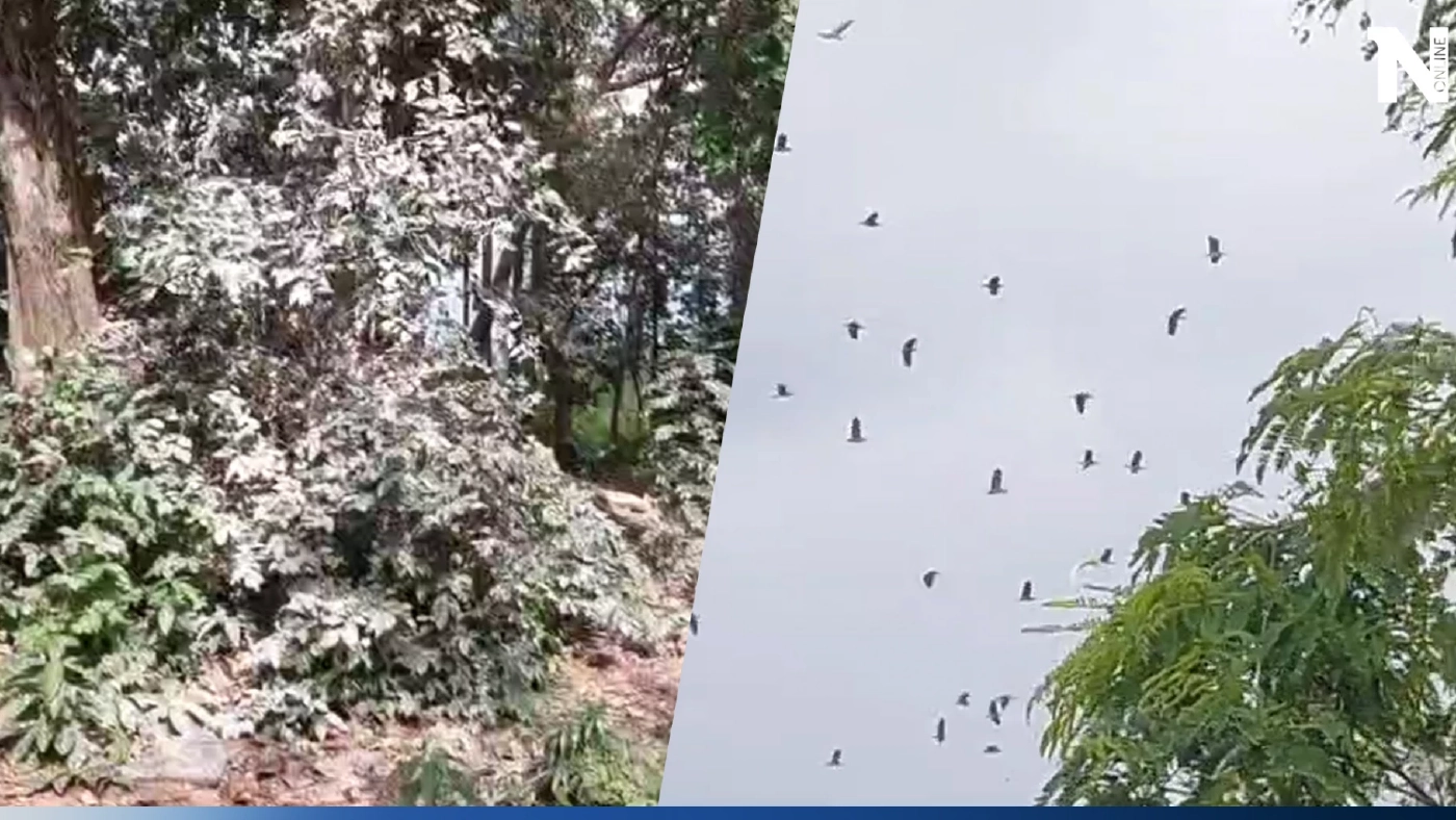 ครู-นร.เดือดร้อนหนัก นกกระยางขาวยึดหลังโรงเรียน ขี้นกเกลื่อน หวั่นแพร่โรค