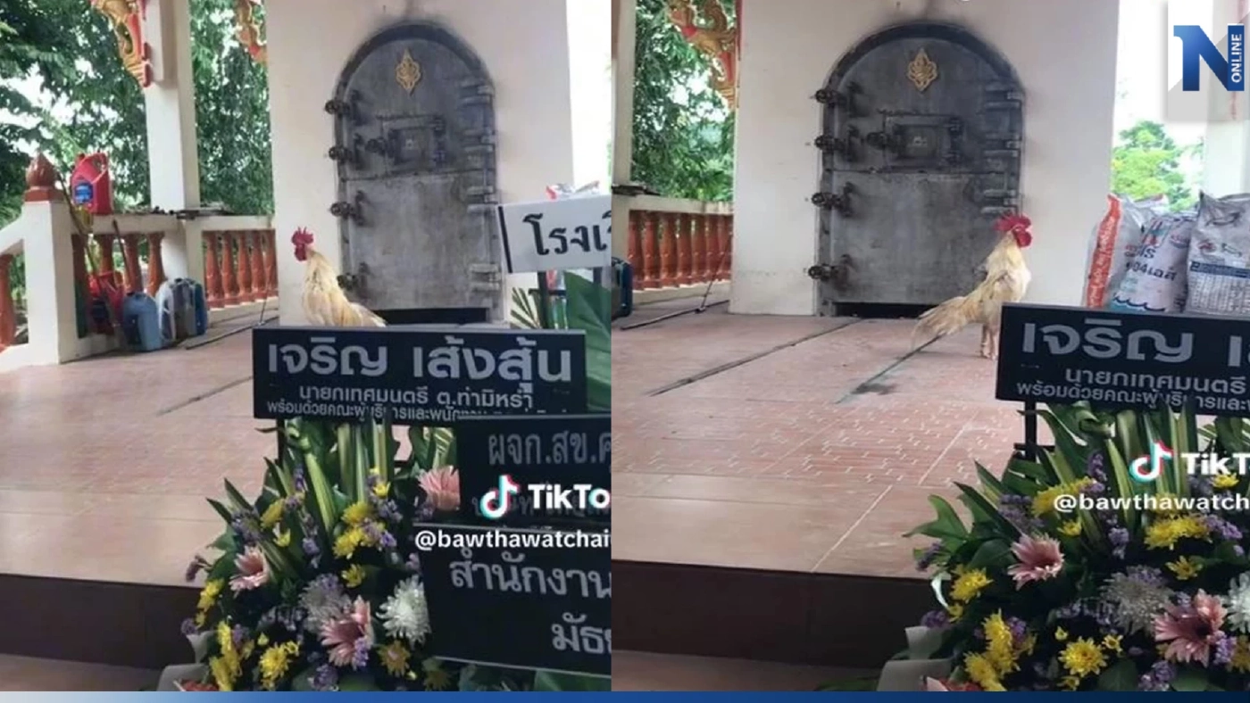 ไก่ชนตัวโปรด วิ่งขึ้นเมรุงานศพเจ้าของ ทำแขกและญาติสุดเศร้า ร้องกันระงม
