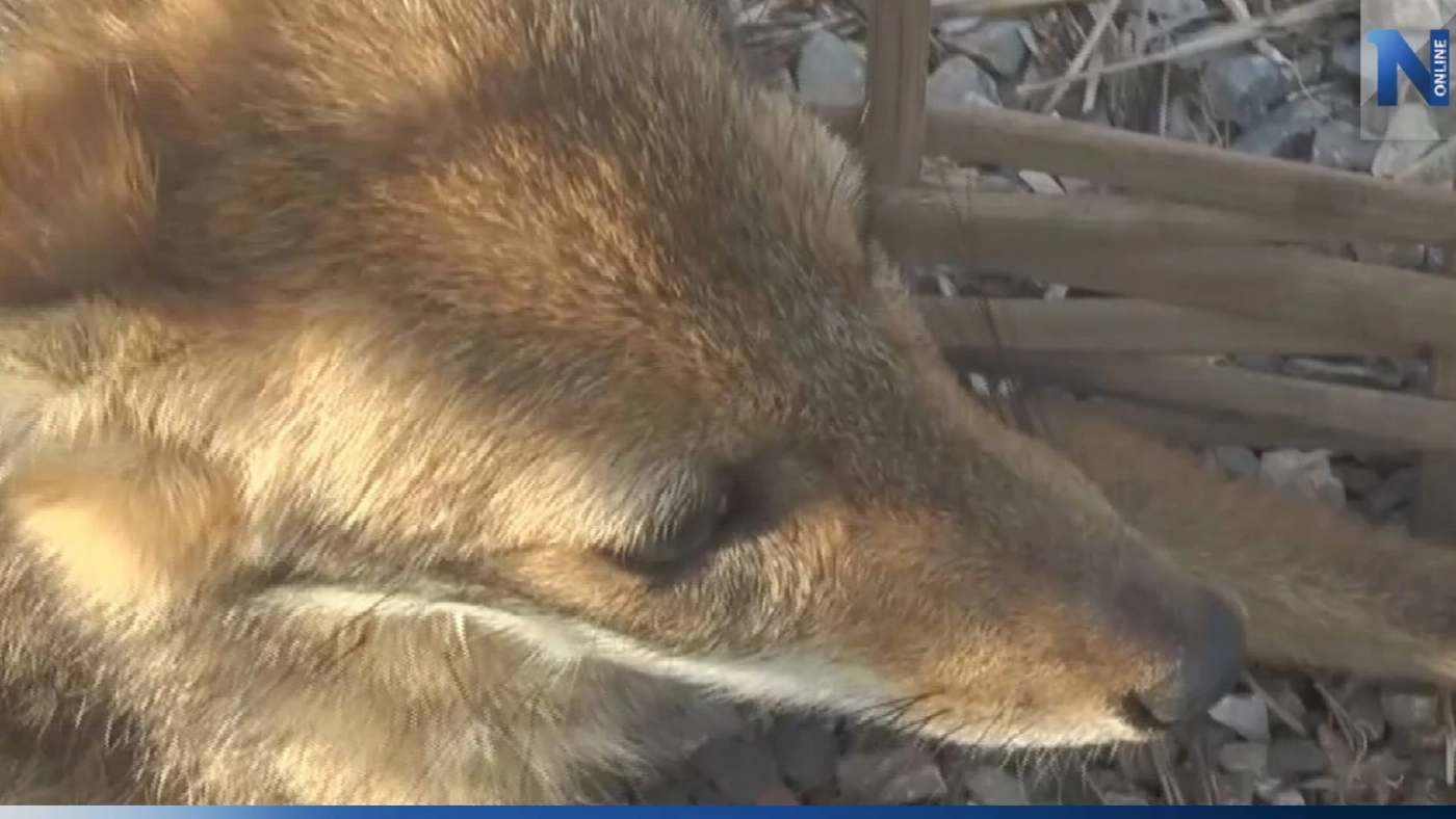 พบสุนัขจิ้งจอกหลงฝูง ถูกสุนัขบ้านไล่กัด โชคดีช่วยทัน