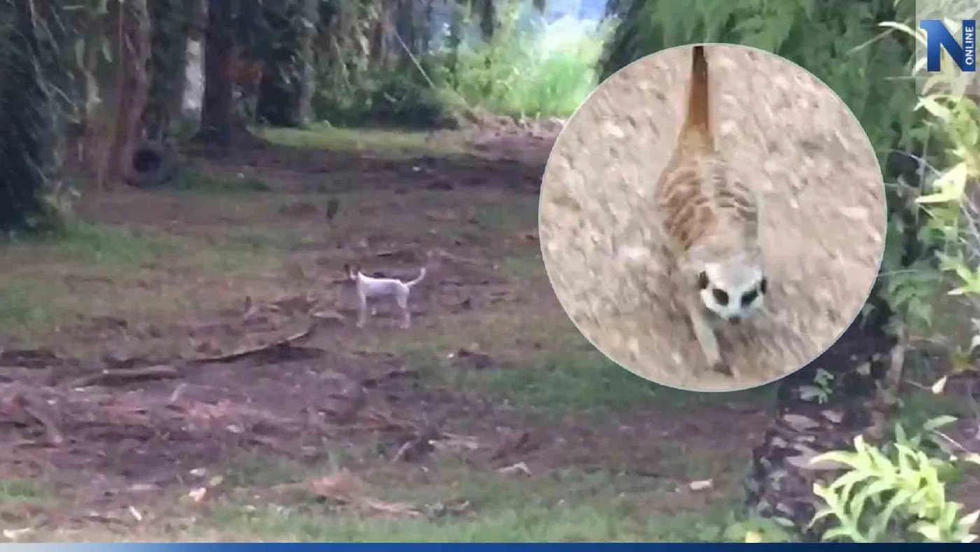 เอ็นดู "เมียร์แคต" หลงทาง วิ่งตามตูดสุนัข ชาวบ้านเจอช่วยพากลับบ้าน