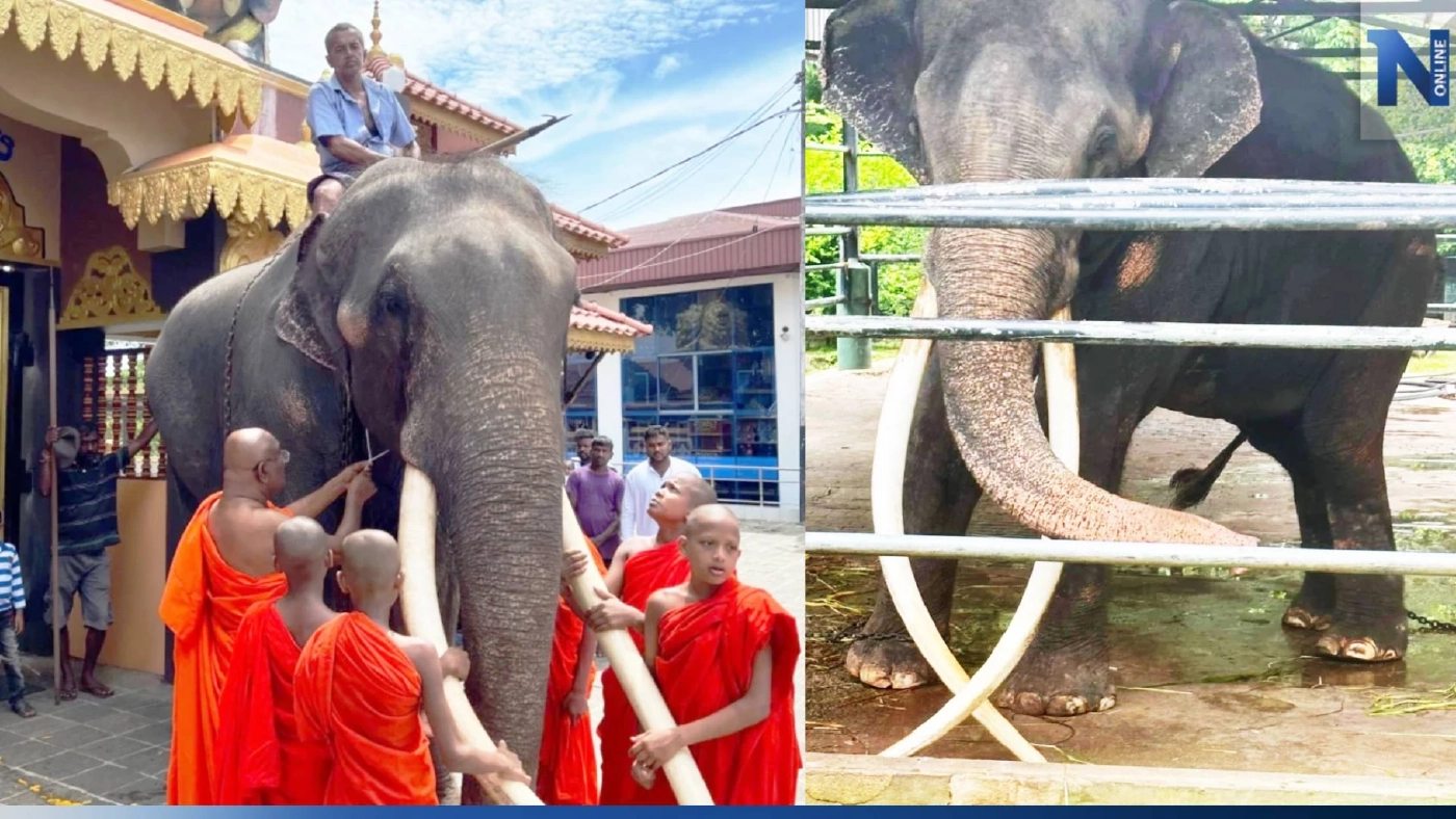 "พล.อ.ประยุทธ์" สั่งติดตามดูแลอาการ พลายศักดิ์สุรินทร์ พา กลับบ้าน 1 ก.ค.นี้