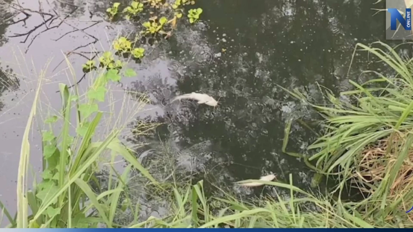 ชาวบ้านร้อง น้ำในลำคลองเน่าเสียส่งกลิ่นเหม็น มีปลาตาย วอนหน่วยงานตรวจสอบ ชาวบ้านร้อง น้ำในลำคลองเน่าเสียส่งกลิ่นเหม็น มีปลาตาย วอนหน่วยงานตรวจสอบ