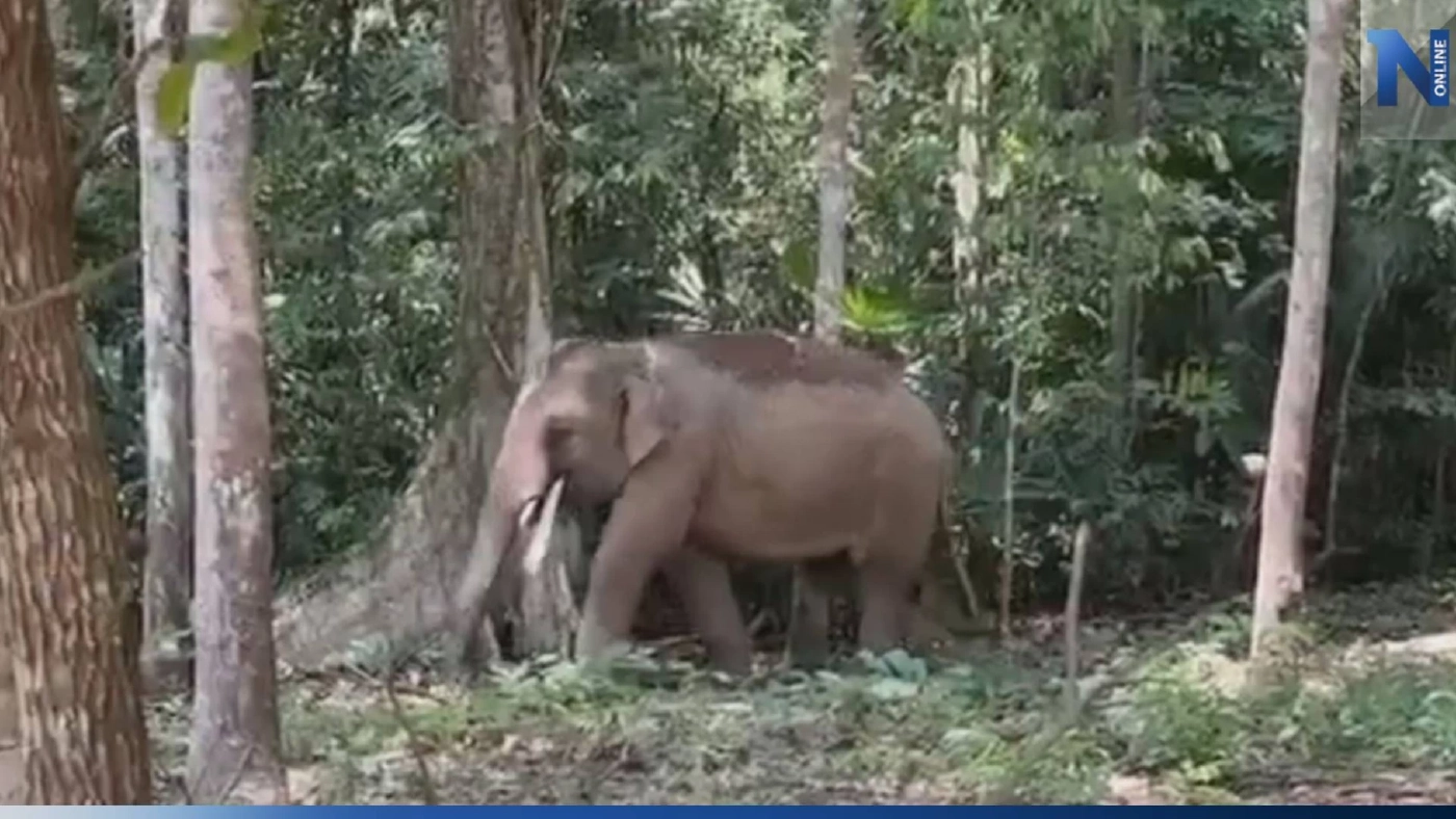 ช้างป่าแสนดื้อ "เจ้าหงส์ทอง" จ่าโขลง พาสมาชิกบุกสวนผลไม้ชาวบ้าน