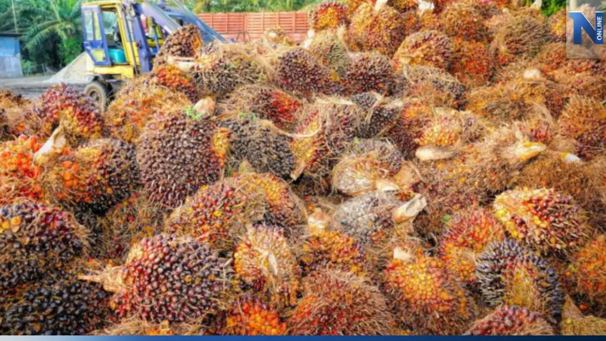 พาณิชย์ขู่ลงดาบ "ลานเท-โรงสกัดน้ำมันปาล์ม" โกงเกษตรกร พาณิชย์ขู่ลงดาบ "ลานเท-โรงสกัดน้ำมันปาล์ม" โกงเกษตรกร