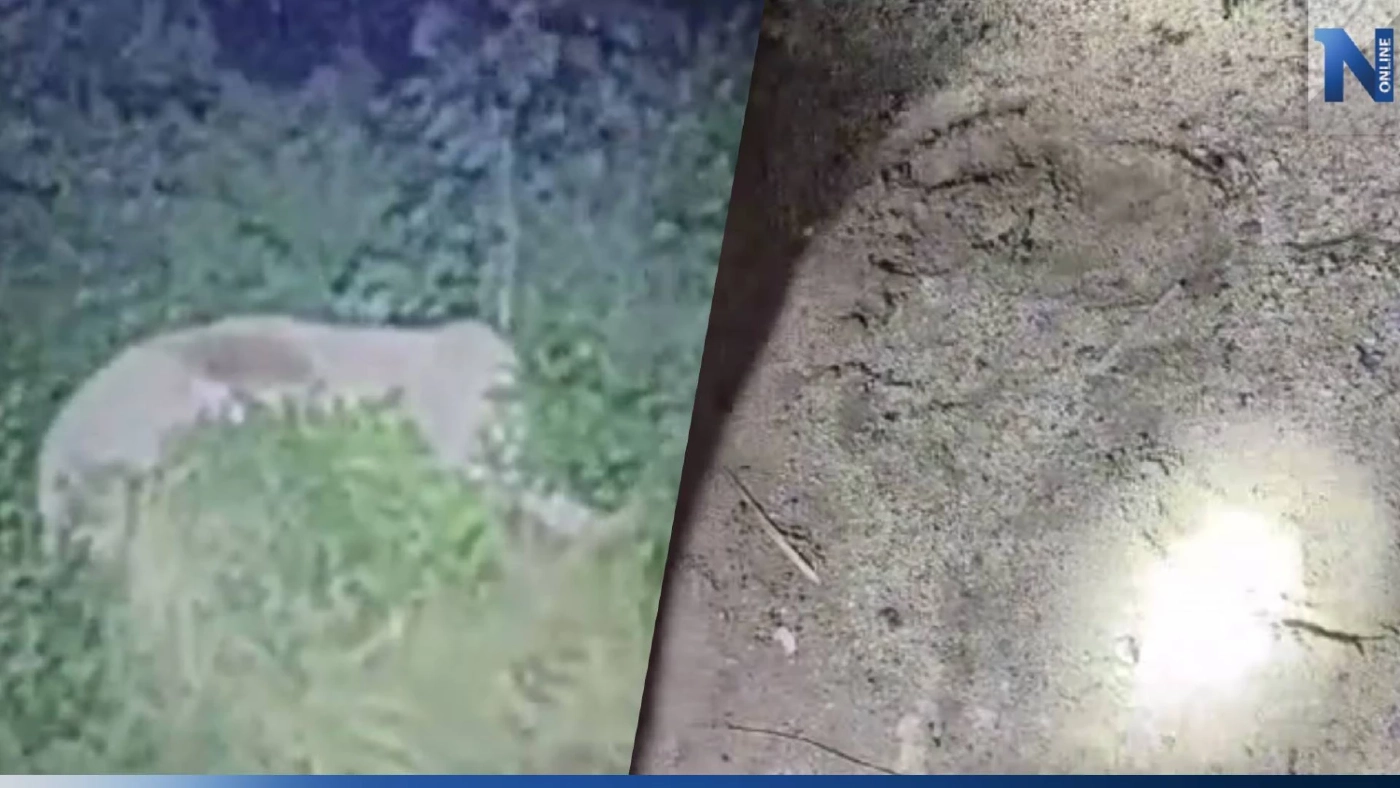 ยายโดดเปลหนีตาย เจอ "ช้างป่า" บุกบ้าน ขโมยกินข้าวเปลือก 2 รอบกลางดึก