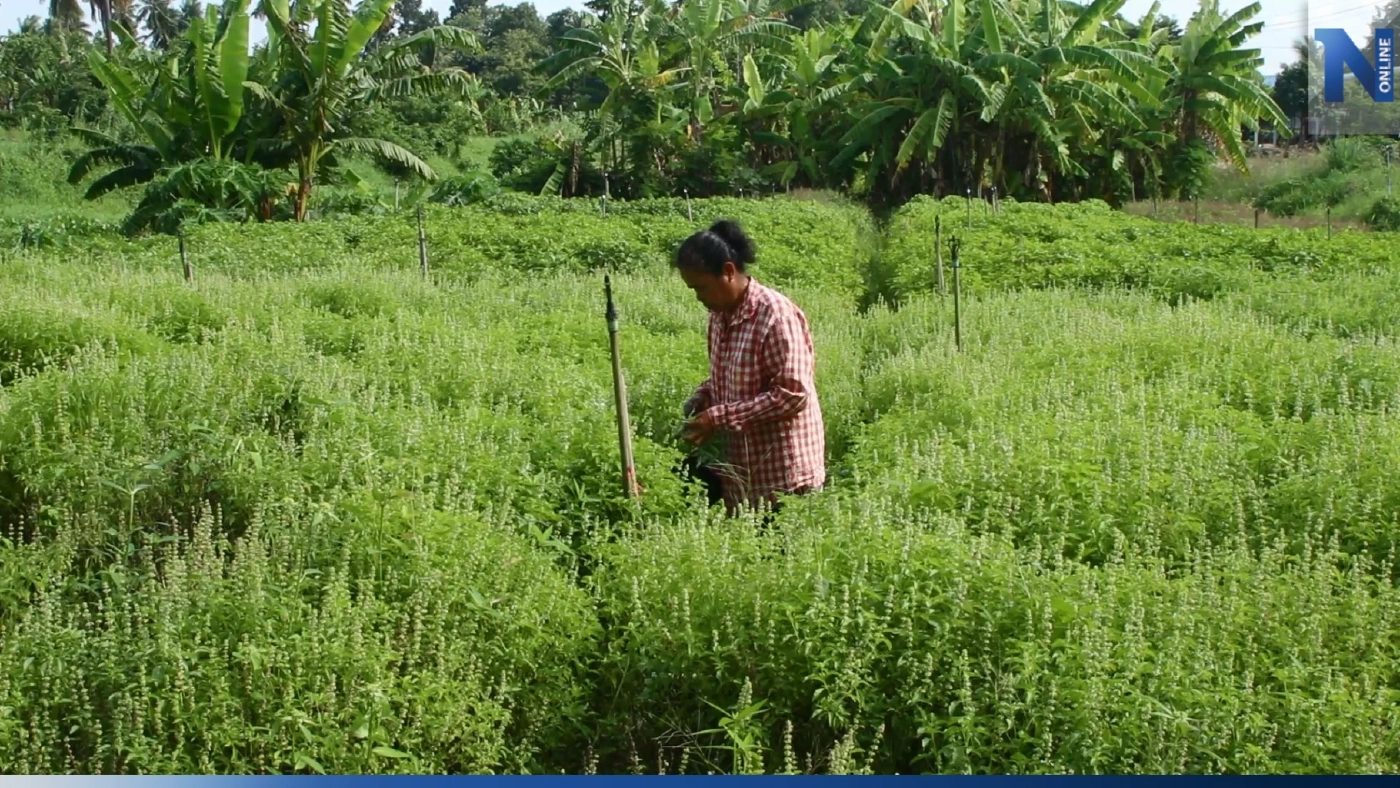 สุดทึ่ง! เกษตรกรพิจิตร ปลูกผักสวนครัว ตัดยอดขาย ปลดหนี้เกือบล้าน สุดทึ่ง! เกษตรกรพิจิตร ปลูกผักสวนครัว ตัดยอดขาย ปลดหนี้เกือบล้าน