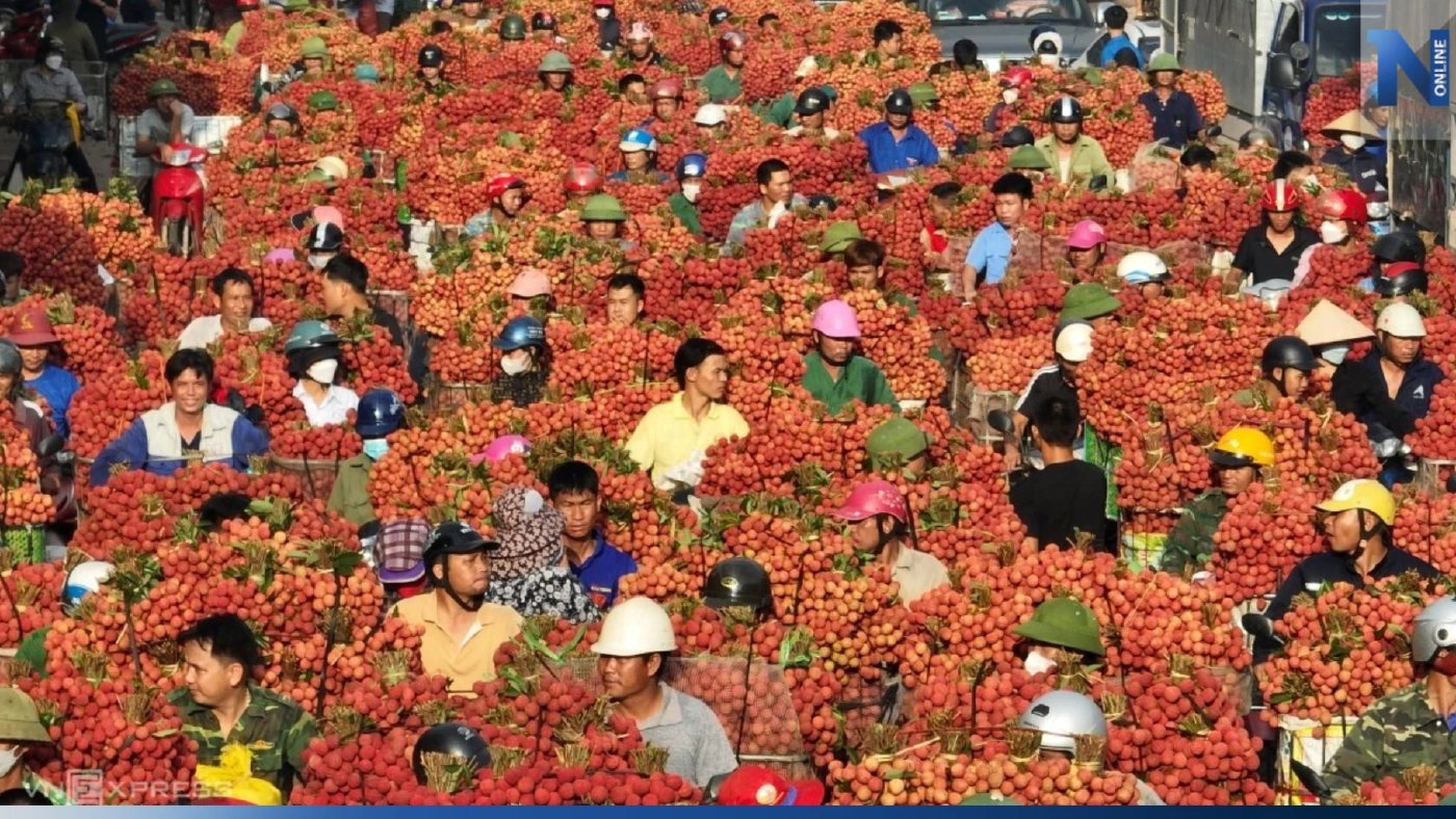 ฤดูลิ้นจี่ของเวียดนาม แดงสะพรั่งทั้งแผ่นดิน ฤดูลิ้นจี่ของเวียดนาม แดงสะพรั่งทั้งแผ่นดิน