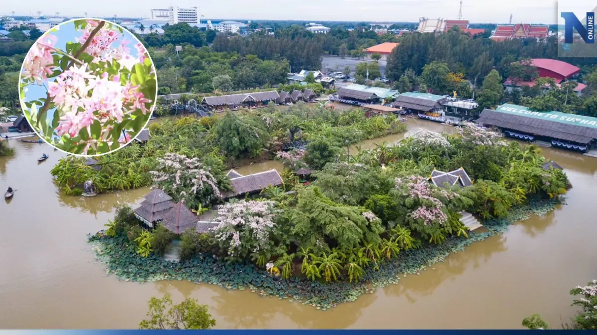 นทท.แห่เช็กอิน เซลฟี่บนสะพาน ชมเกาะ ต้นชัยพฤกษ์ ที่สวนกล้วยสุพรรณบุรี