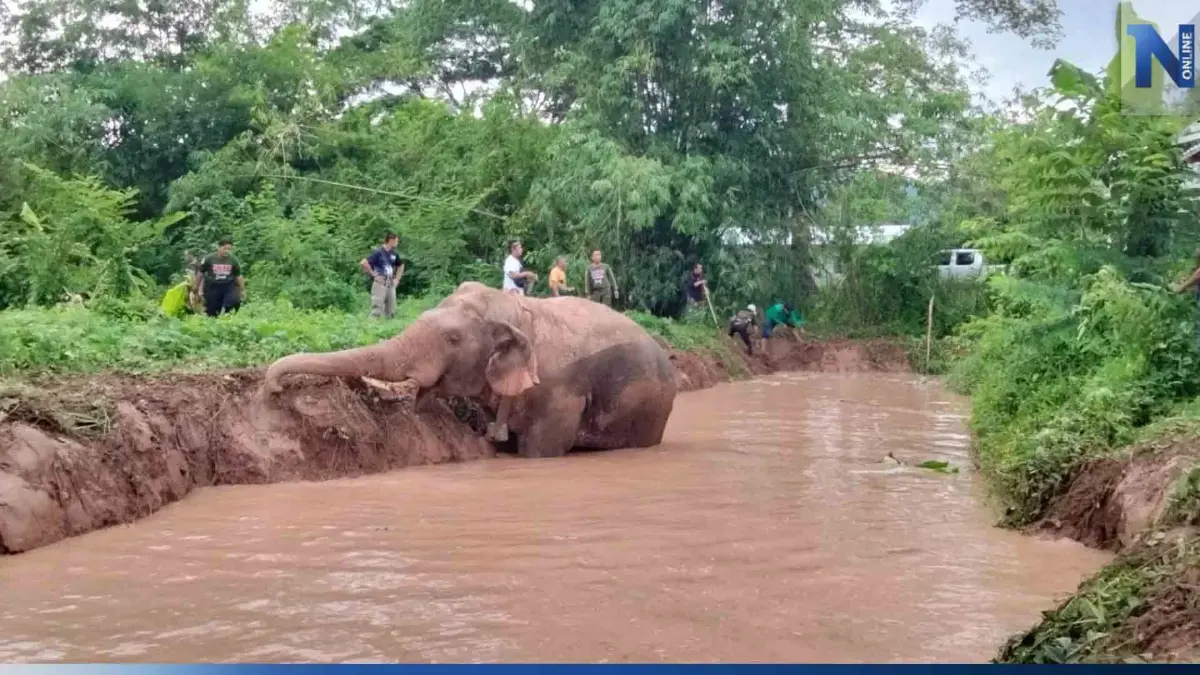 ช่วยได้แล้ว! พลายสาริกา ช้างเซเลปเขาใหญ่ พลัดตกบ่อน้ำลึก 2 เมตร