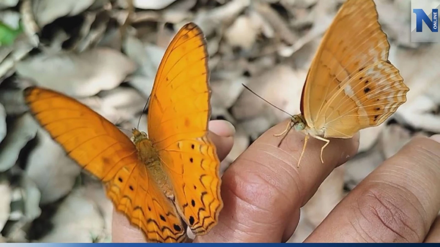 ผีเสื้อเขาอ่างฤาไน อวดโฉมต้นฤดูฝน สุดเชื่องบินไต่ที่ตัวคน