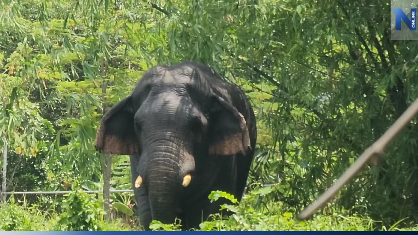 น่ารัก! "ช้างป่าเขาใหญ่" ลุยพื้นที่ชาวบ้าน ตามหาช้างเพื่อนซี้ ที่หลงทาง
