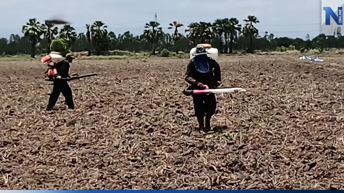 ชาวนาพิจิตร เสี่ยงหว่านข้าว แม้เจอภัยแล้ง วอน รบ.ใหม่ ช่วยเหมือน "บิ๊กตู่"