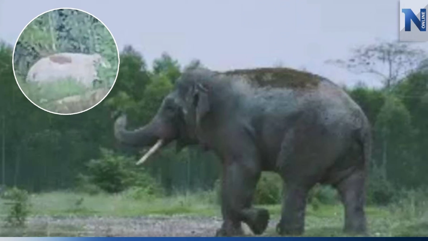 เตือนระวัง ไอ้บิด-ไอ้เหลือง สองช้างป่าดุร้าย โผล่ใกล้หมู่บ้าน