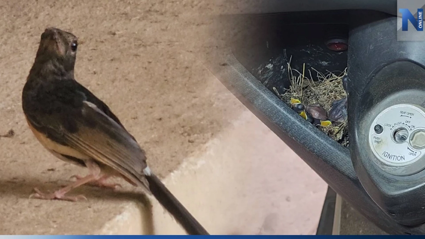 "นกกางเขนดง" ทำรังออกไข่ฟัก 4 ตัว ที่จยย.สายตรวจ ตร.ใจบุญ ยอมใช้มอ'ไซค์ส่วนตัวแทน