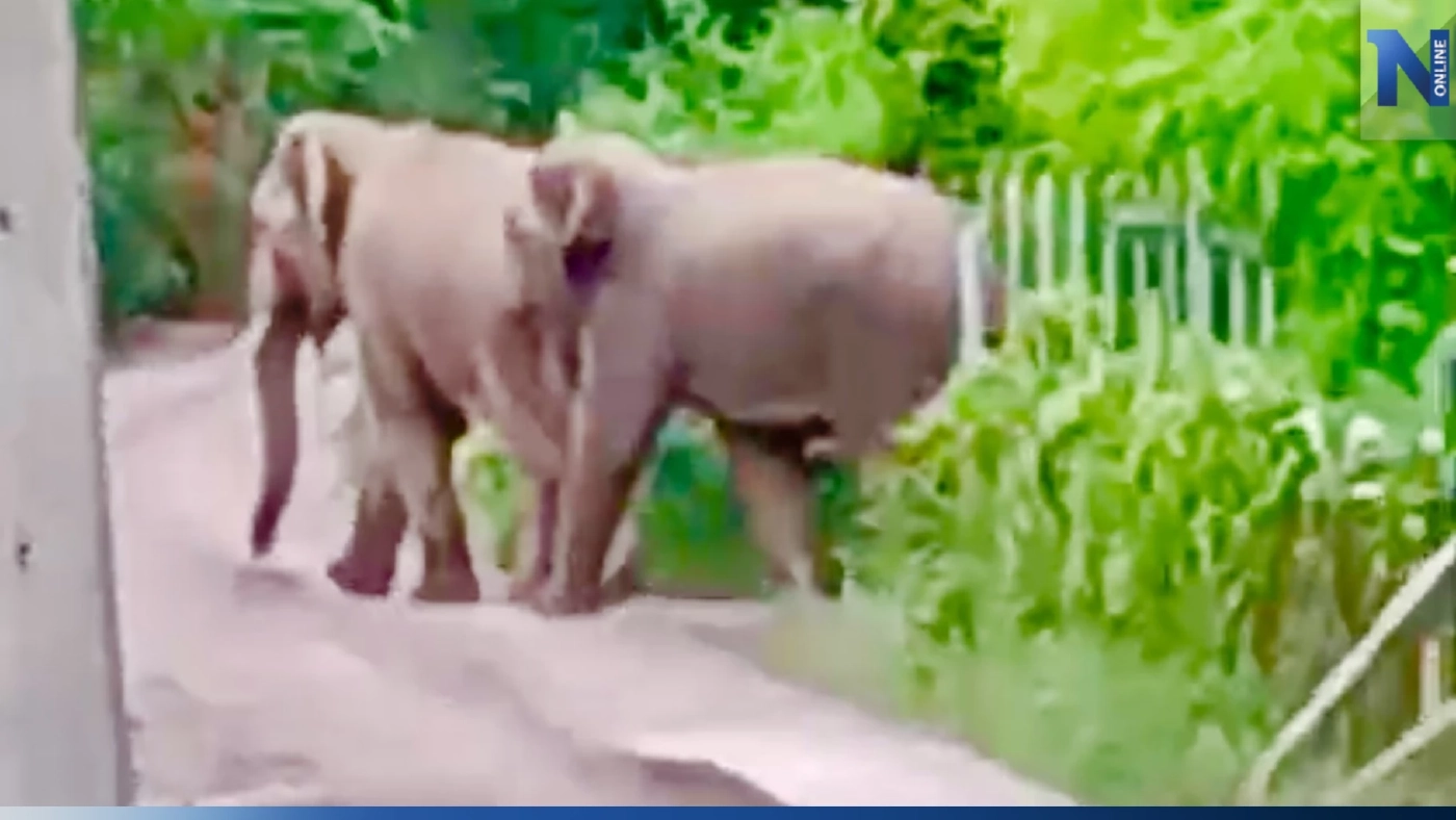 แก๊งช้างป่าสลักพระ บุกชุมชนวังด้ง ชาวบ้านฮือฮาถ่ายรูปอวดลงโซเชียล