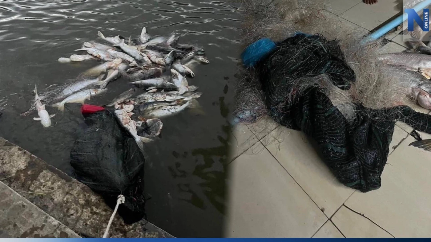 คนใจบาป วางข่ายดักปลาหน้าวัด ทำปลาสวายติดตายเกือบร้อยตัว