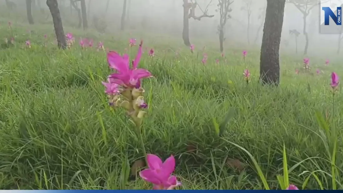 ชวนสัมผัสมหัศจรรย์ธรรมชาติ "ดอกกระเจียว" บาน ท่ามกลางขุนเขาและสายหมอก