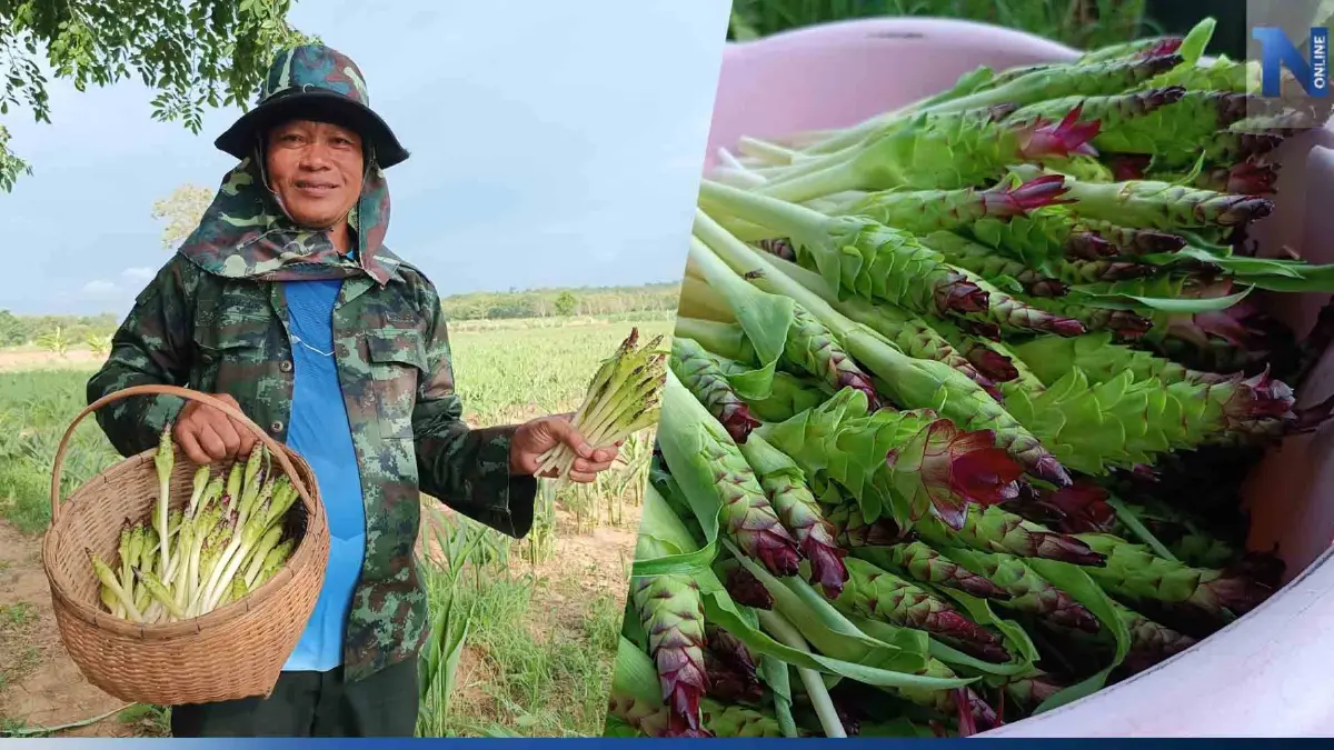 ชาวไร่มันสำปะหลังโคราช หันมาปลูกกระเจียวหวาน 7 เดือน หยิบเงินแสน ชาวไร่มันสำปะหลังโคราช หันมาปลูกกระเจียวหวาน 7 เดือน หยิบเงินแสน