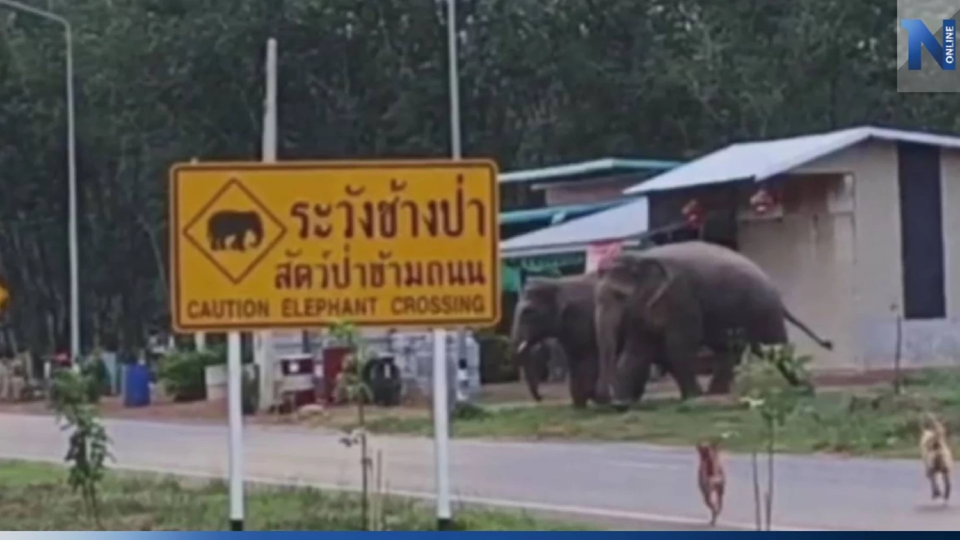 ช้างป่าฉุน หมารุมเห่าไล่ต้อน เลยส่งเสียงร้องดังลั่น ทำตูบไม่กล้าหือ (คลิป)