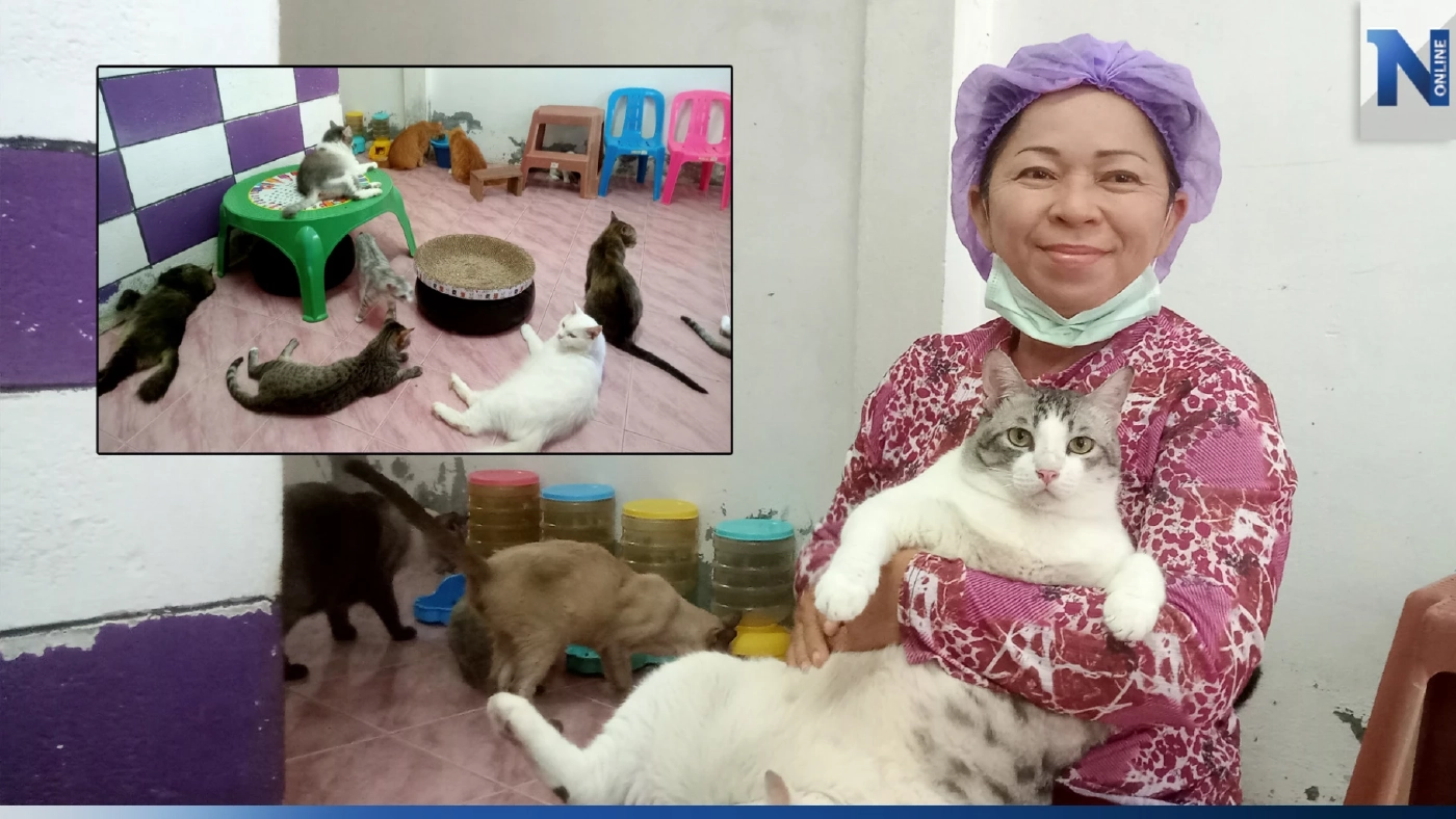 แม่ค้าขายขนมใจบุญ ควักเงินเช่าบ้าน เลี้ยงแมวจร 43 ตัว รายจ่ายเดือนละ 1 หมื่น แม่ค้าขายขนมใจบุญ ควักเงินเช่าบ้าน เลี้ยงแมวจร 43 ตัว รายจ่ายเดือนละ 1 หมื่น