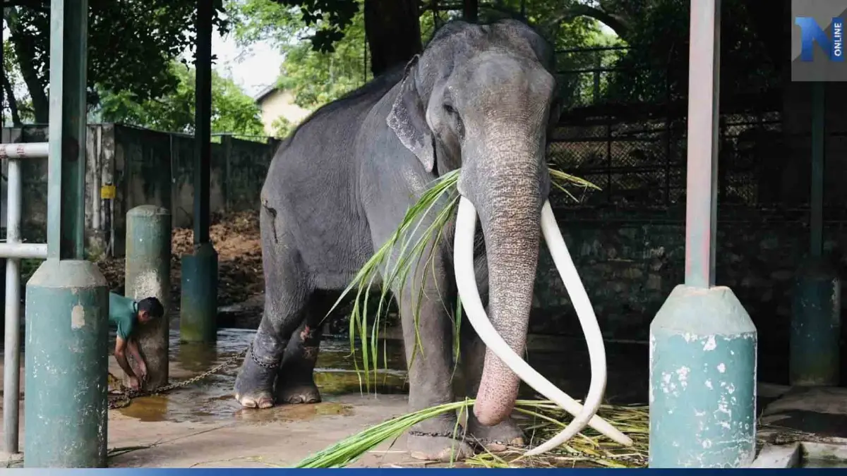 เปิดภาพล่าสุด "พลายศักดิ์สุรินทร์" เจอควาญช้าง เตรียมฝึกให้คุ้นก่อนกลับไทย