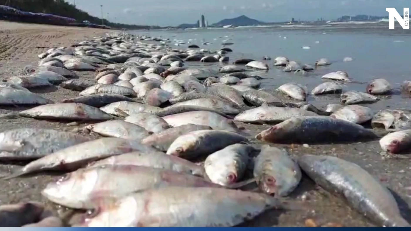 ปลาเน่าลอยเกลื่อน"หาดบางแสน" เรือลากอวนมักง่าย ปลด"ปลาหางโกย"ทิ้งลงทะเล ปลาเน่าลอยเกลื่อน"หาดบางแสน" เรือลากอวนมักง่าย ปลด"ปลาหางโกย"ทิ้งลงทะเล