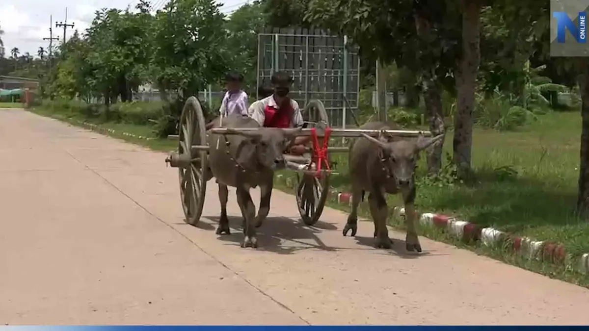 ฮือฮา! ม.4 ขี่เกวียนไปเรียน เผย รับฝึกวัว-ควายเทียมเกวียน รายได้หลักหมื่น