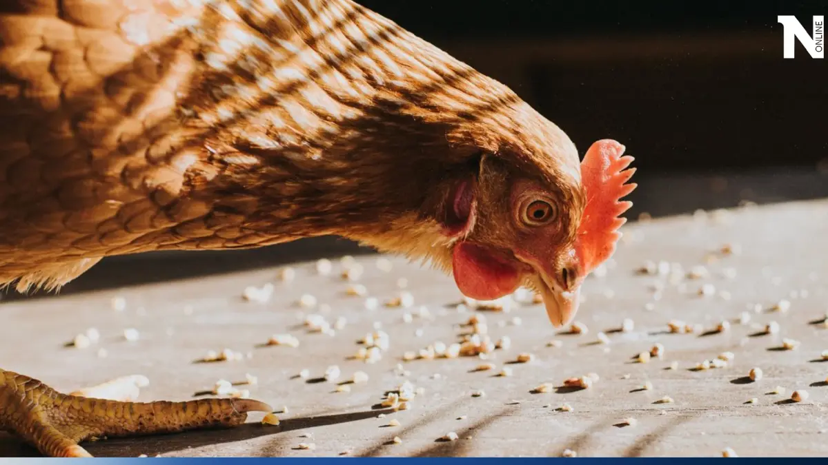 Toyota จับมือ CP เตรียมเปลี่ยน "มูลไก่" และขยะอาหาร ให้เป็นพลังงานไฮโดรเจน