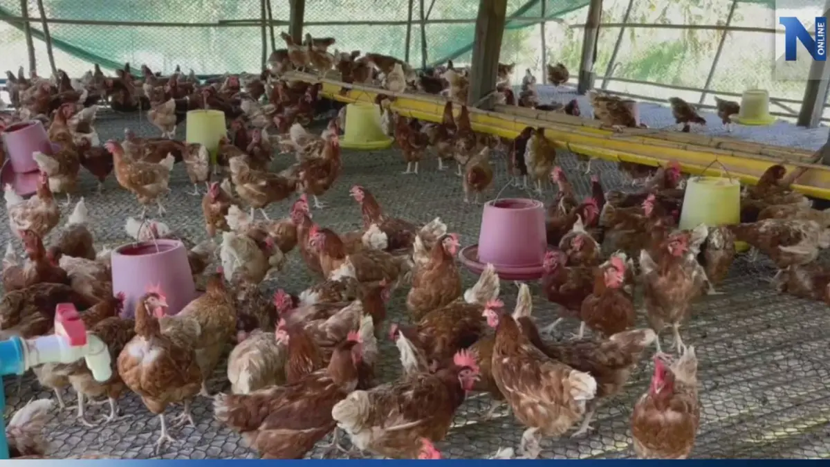 เกษตรกรผู้เลี้ยงไก่ไข่โอด อาหารเลี้ยงไก่ราคาพุ่ง วอนรัฐช่วย เกษตรกรผู้เลี้ยงไก่ไข่โอด อาหารเลี้ยงไก่ราคาพุ่ง วอนรัฐช่วย